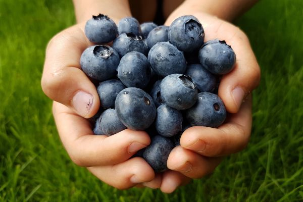 Choosing Delicious Blueberries