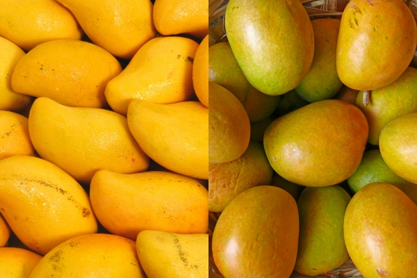 Mangoes Ataulfo And Alphonso